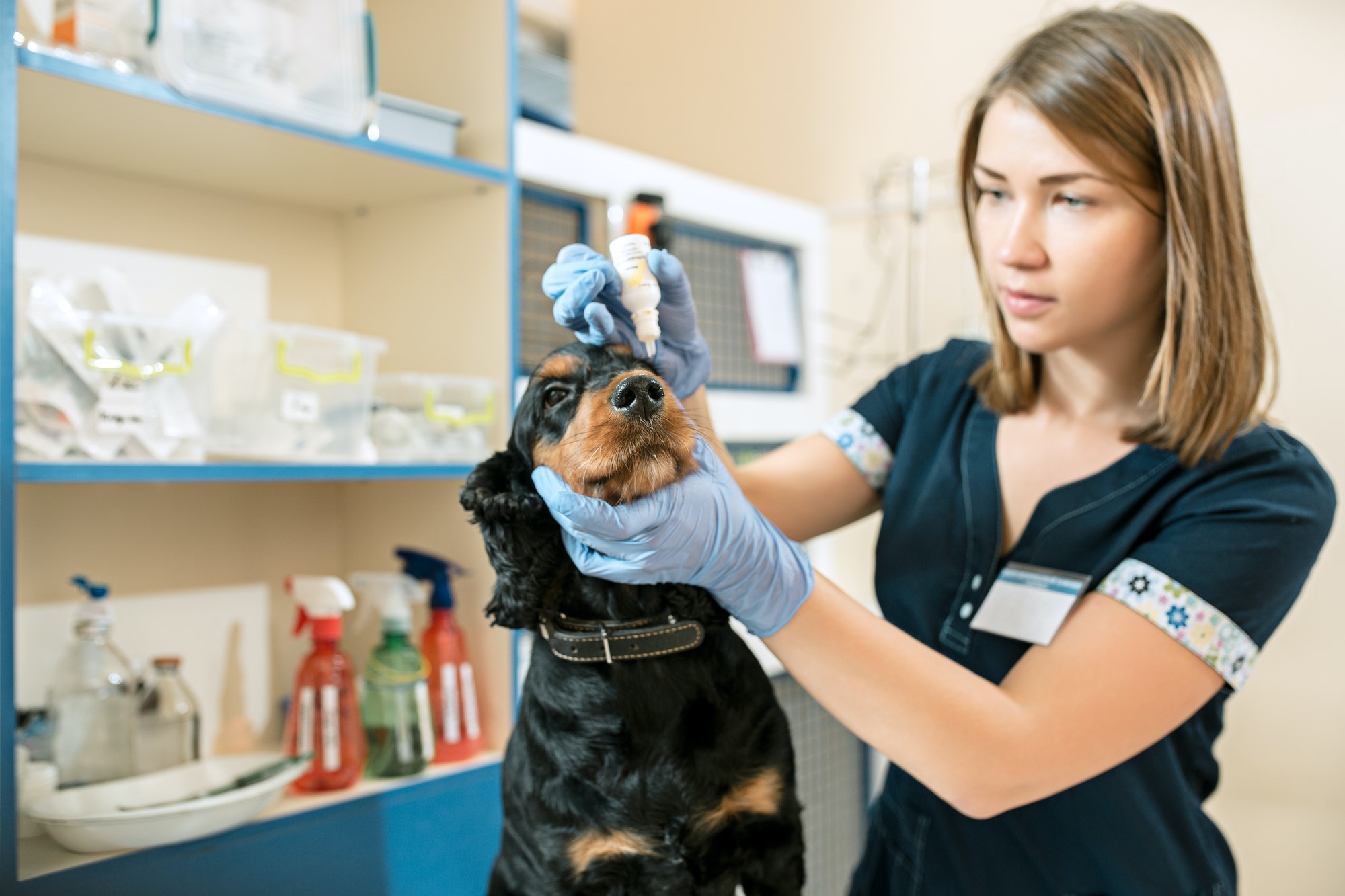 In-home Euthanasia